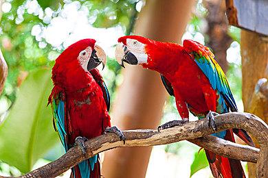 《沙迦：绯红恩典 绯色的野望》中文版前导预告 4月21日发售